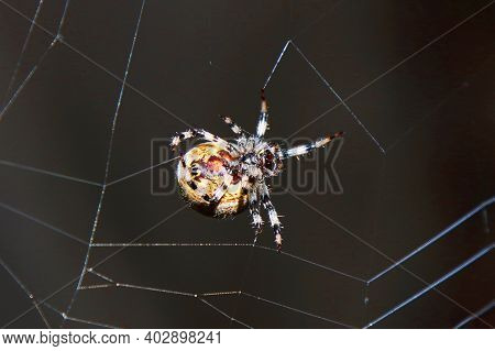The Spider Weaves A Web. Macro Photo Of The Spider's Web Formation Process. Web Creation Work. A Fri