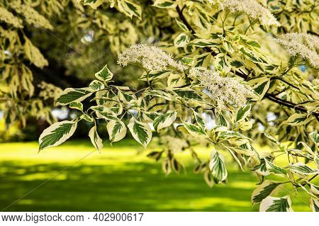 Cornus Controversa Variegata In Blossom In A Garden