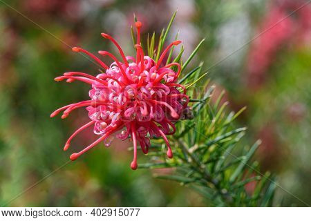 Grevillea Juniperina Branch With  Flower In A Garden