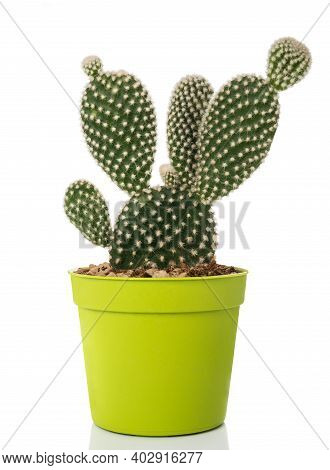Bunny Ears Cactus In Vase Isolated On White
