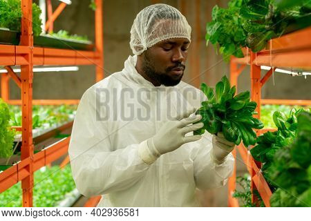 Young contemporary agroengineer of African ethnicity holding green spinach seedlings while standing by shelf inside large vertical farm