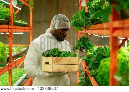 Young serious agroengineer of African ethnicity holding wooden box with green spinach seedlings while working inside large vertical farm