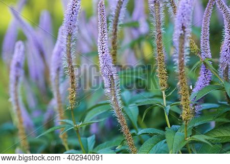 Veronica Virginica