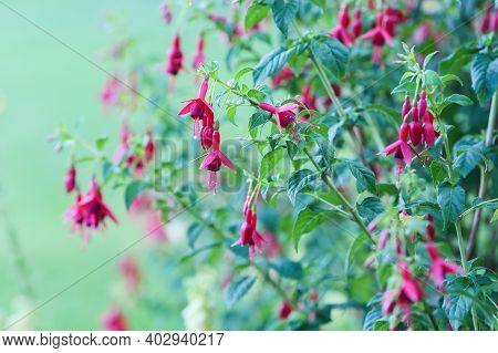 Fuchsia