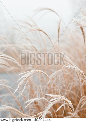 Abstract Natural Background Of Soft Plants Cortaderia Selloana. Frosted Pampas Grass On A Blurry Bok