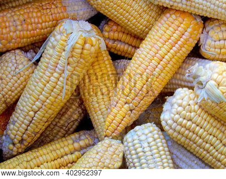 Corn or Maize for processing into yellow fodder          