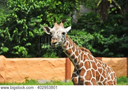 A Giraffe In A Zoo Against A Background Of An Orange Wall And Trees Stretched Its Neck Forward, Fron