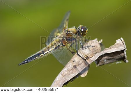 Closeup Of A Four-spotted Chaser (libellula Quadrimaculata)