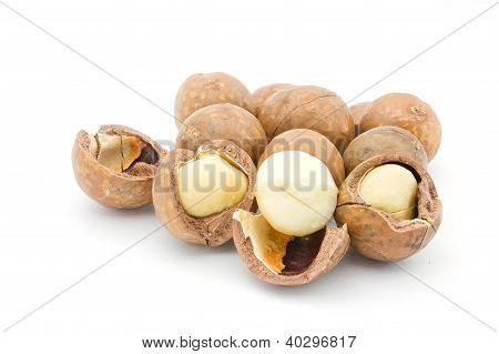 Macadamia