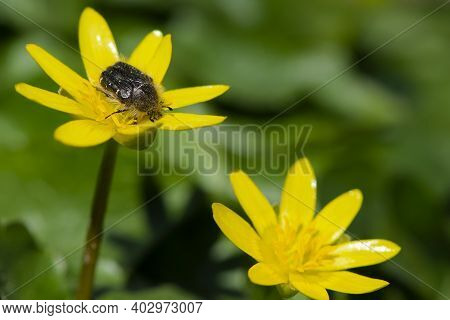 Beetle Tropinota Hirta On Yellow Meadow Flowers Ficaria Verna. Beetle On A Spring Flower, Close-up, 