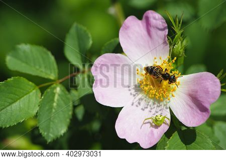 Wasp And Spider On Rosehip Flower. A Delicate Pink Wild Rose Flower, A Small Green Spider, Diaea Dor