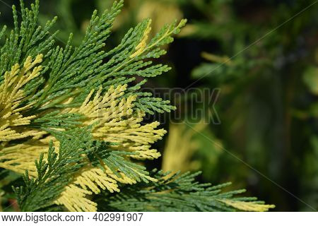 Incense Cedar Aureovariegata - Latin Name - Calocedrus Decurrens Aureovariegata