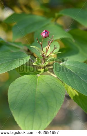 Harlequin Glorybower Fruit - Latin Name - Clerodendrum Trichotomum