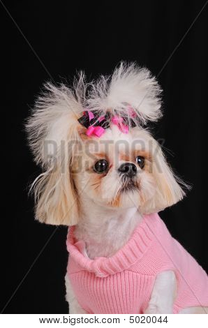 Ши Цзы собака