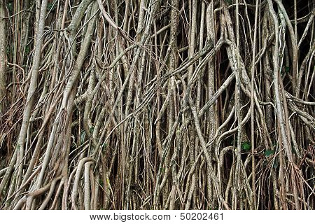 Tangle Tree Roots Background
