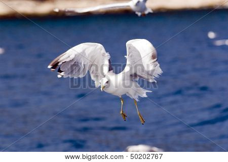 Seagull flight with sea waves in background