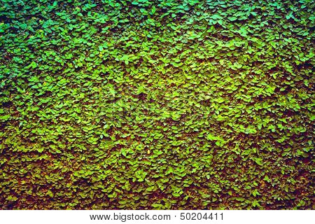 Grünes Blatt-Hintergrund