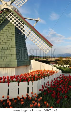 Tulipan blomster og vindmølle i Roozengaarde Skagit Valley