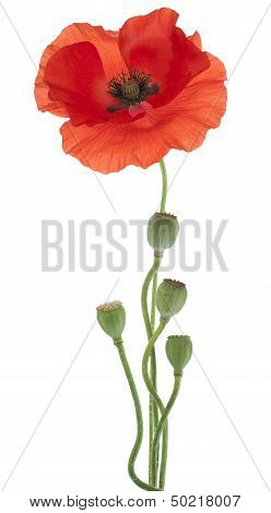 Poppy