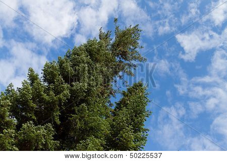 Pine Tree
