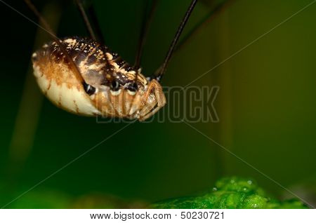 Harvestmen Spider