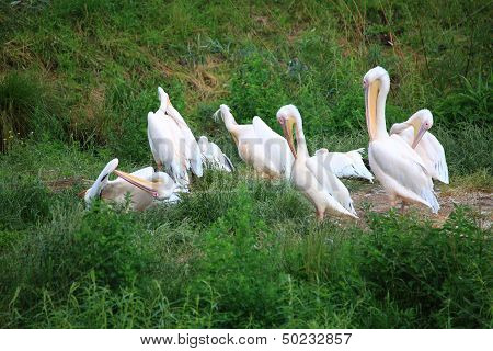 Pelicans In Zoo White Pelikan On Green
