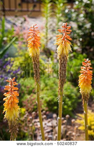 Colorful Kniphofia