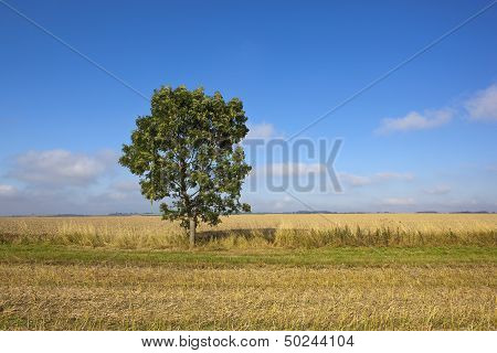 Young Wolds Way Ash Tree