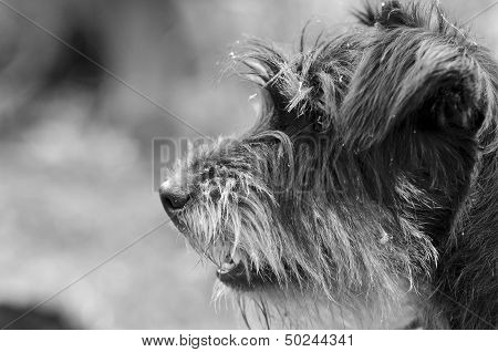 dog portrait