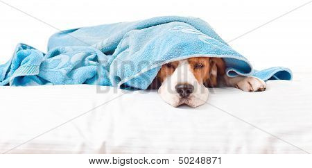 Very Much Sick Dog  On  White Background