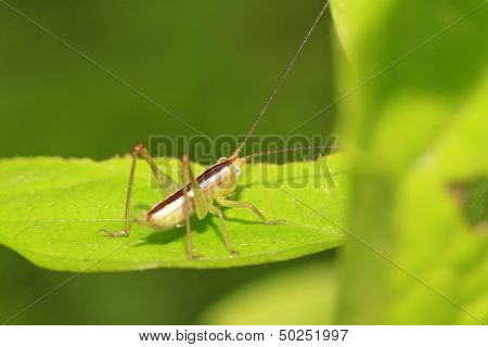 Katydids Nymphs