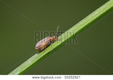 Hotaru Plagiodera
