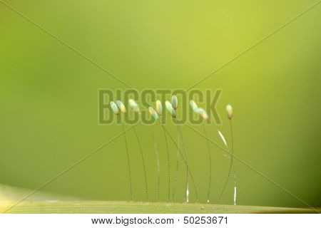 Lacewing Flies Eggs