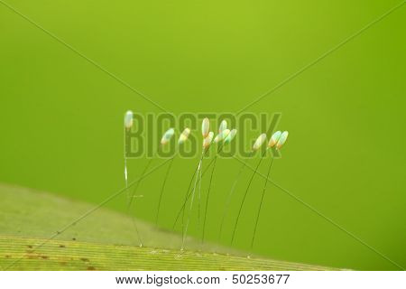 Lacewing Flies Eggs
