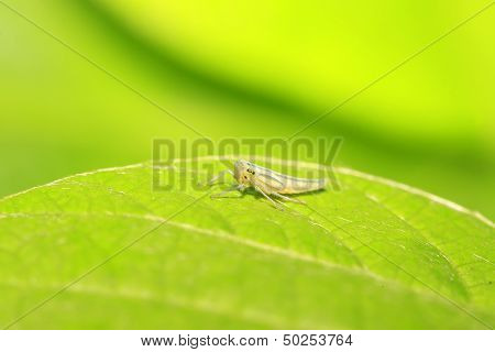 Leafhopper Larvae