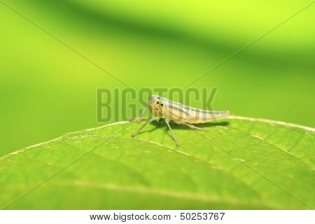 Leafhopper Larvae