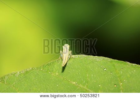 Leafhopper Larvae