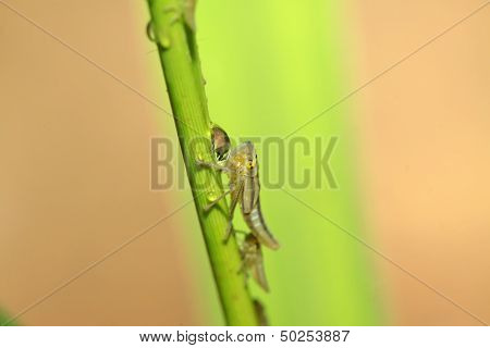 Leafhopper Larvae