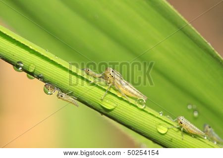 Leafhopper Larvae