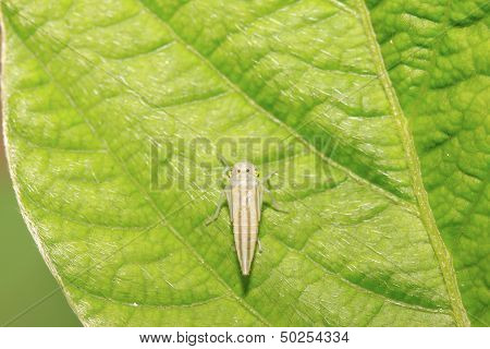 Leafhopper Larvae
