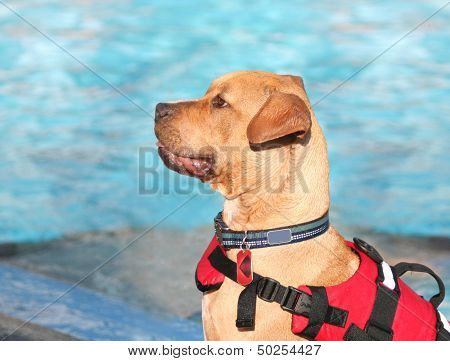 a dog having fun at a swimming pool