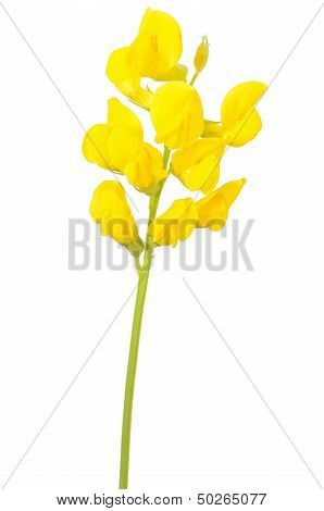 Lathyrus Pratansis Flower