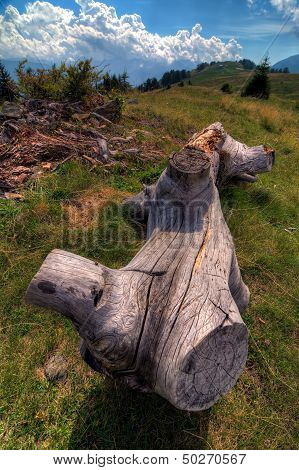 Old tree