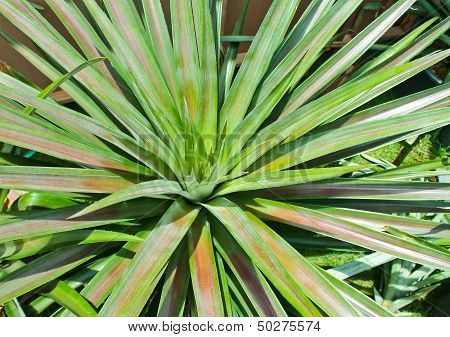 pineapple tree