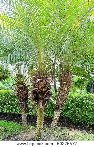 palm tree in garden