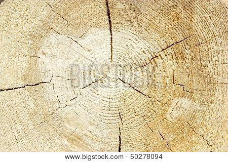 Wooden Wall From Timber