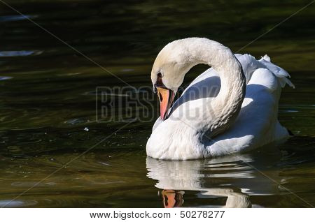 White swan on the lake