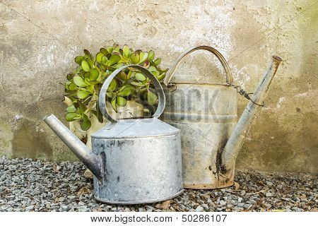 Potted Plant In Old An Galvanised Teapot