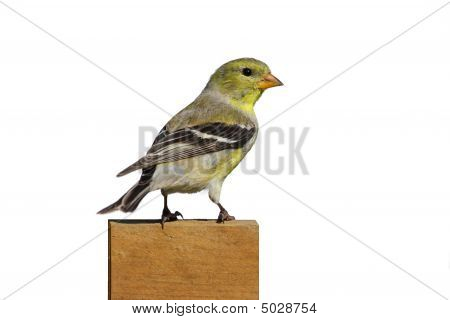 Amerykańskich Szczygieł (carduelis Tristis)