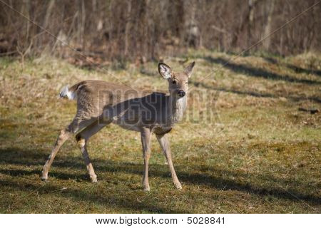 winking Hirsch